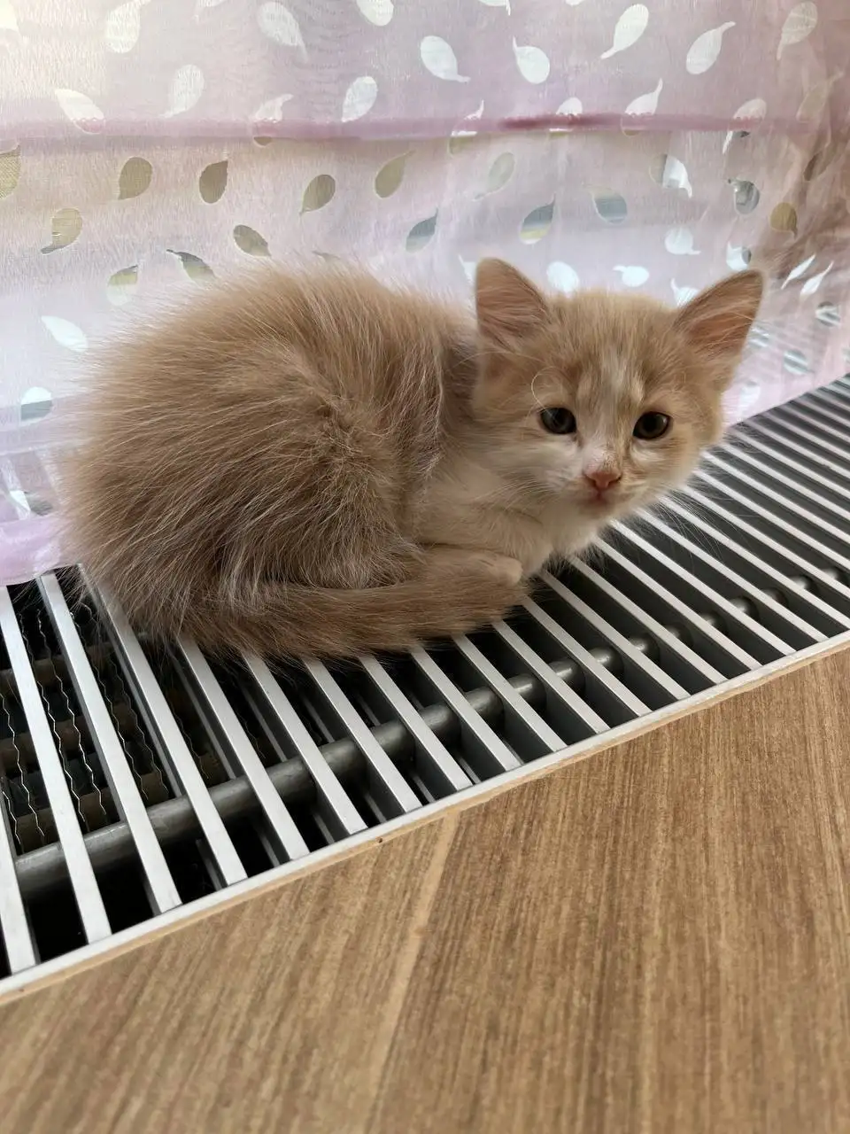 Отдаем прекрасных котят - Кошки (Животные) в Красногорск