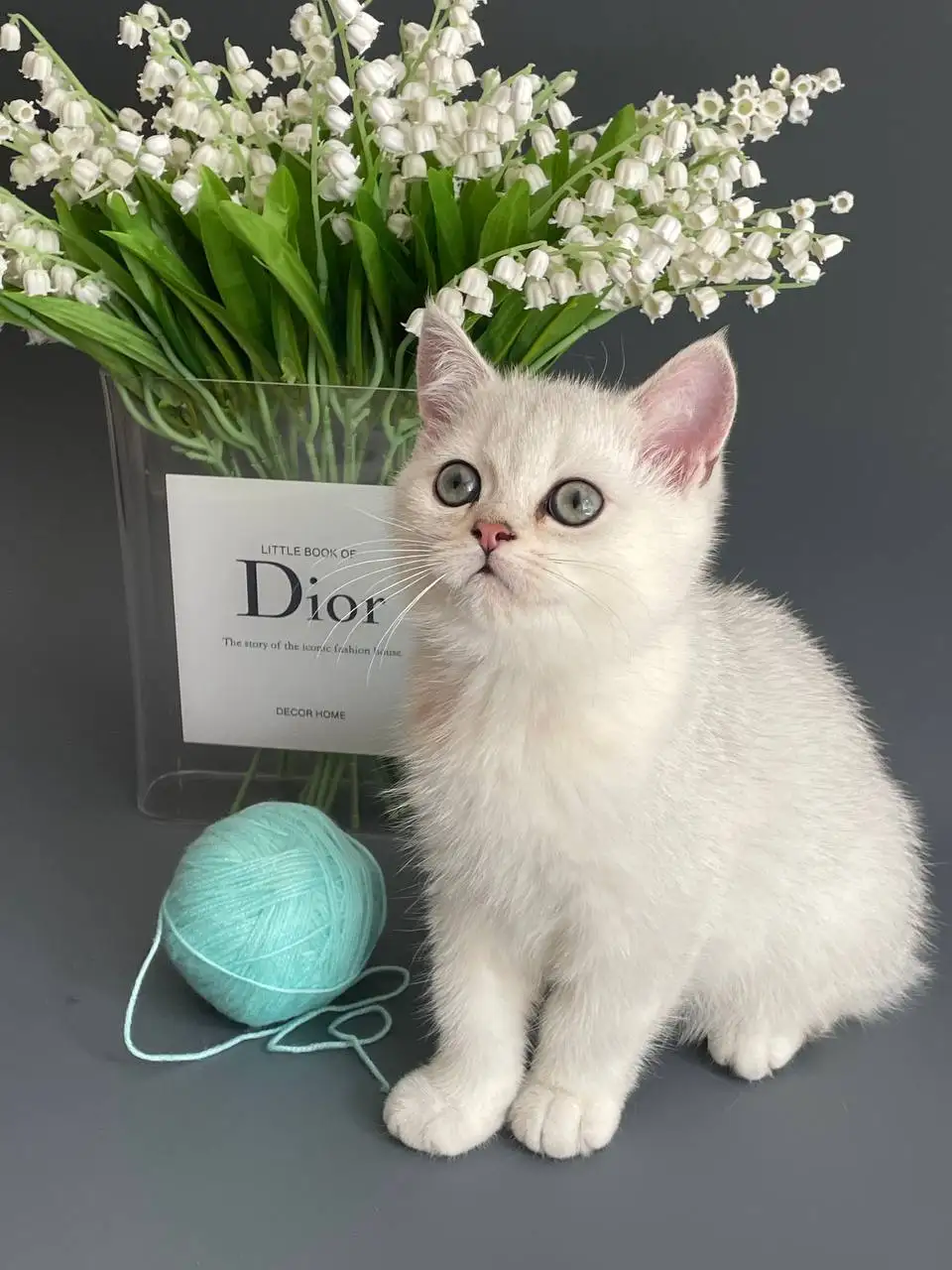 Продается котенок британской серебристой шиншиллы - Кошки (Животные) в Красногорск