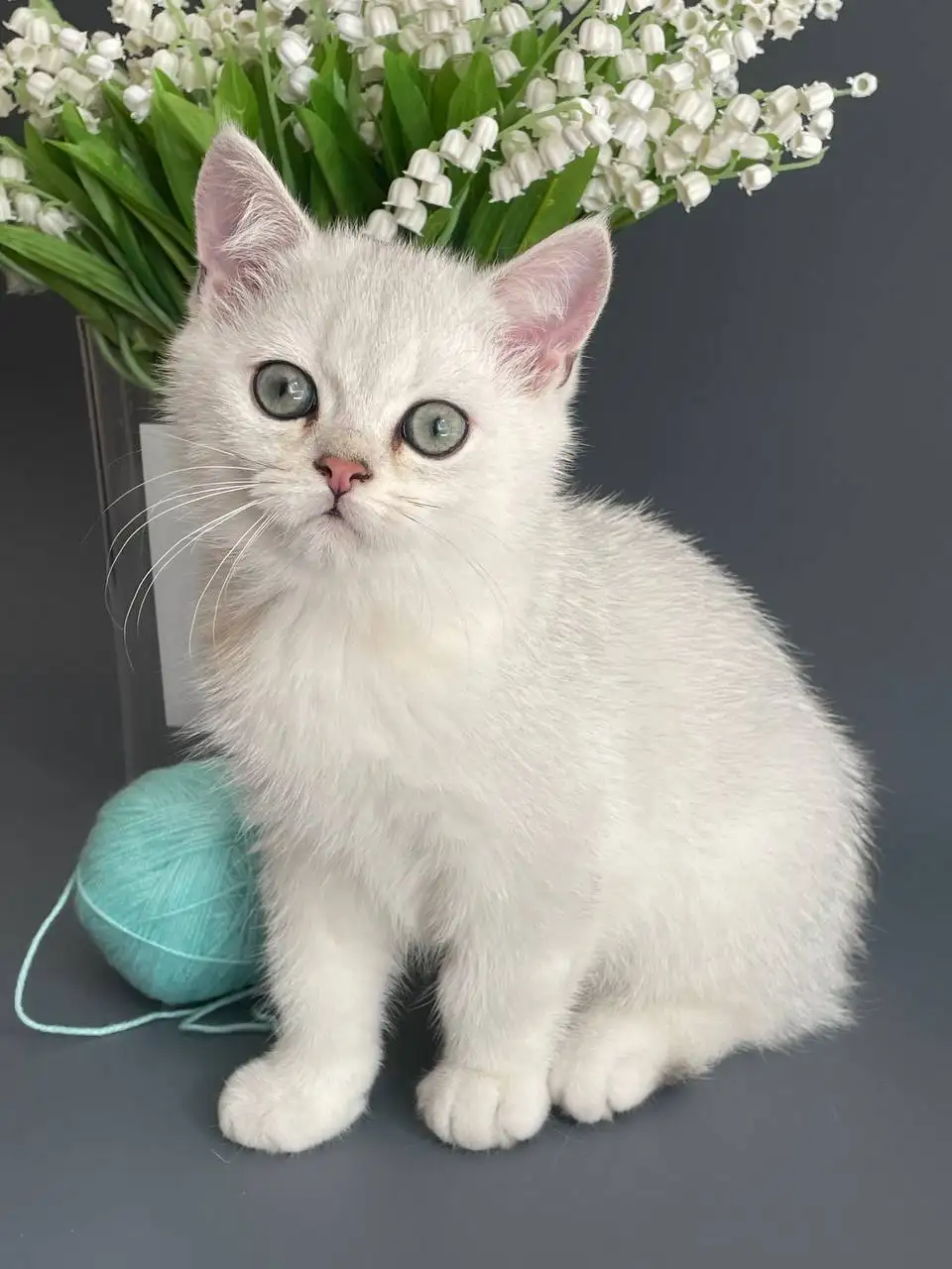 Продается котенок британской серебристой шиншиллы - Кошки (Животные) в Красногорск