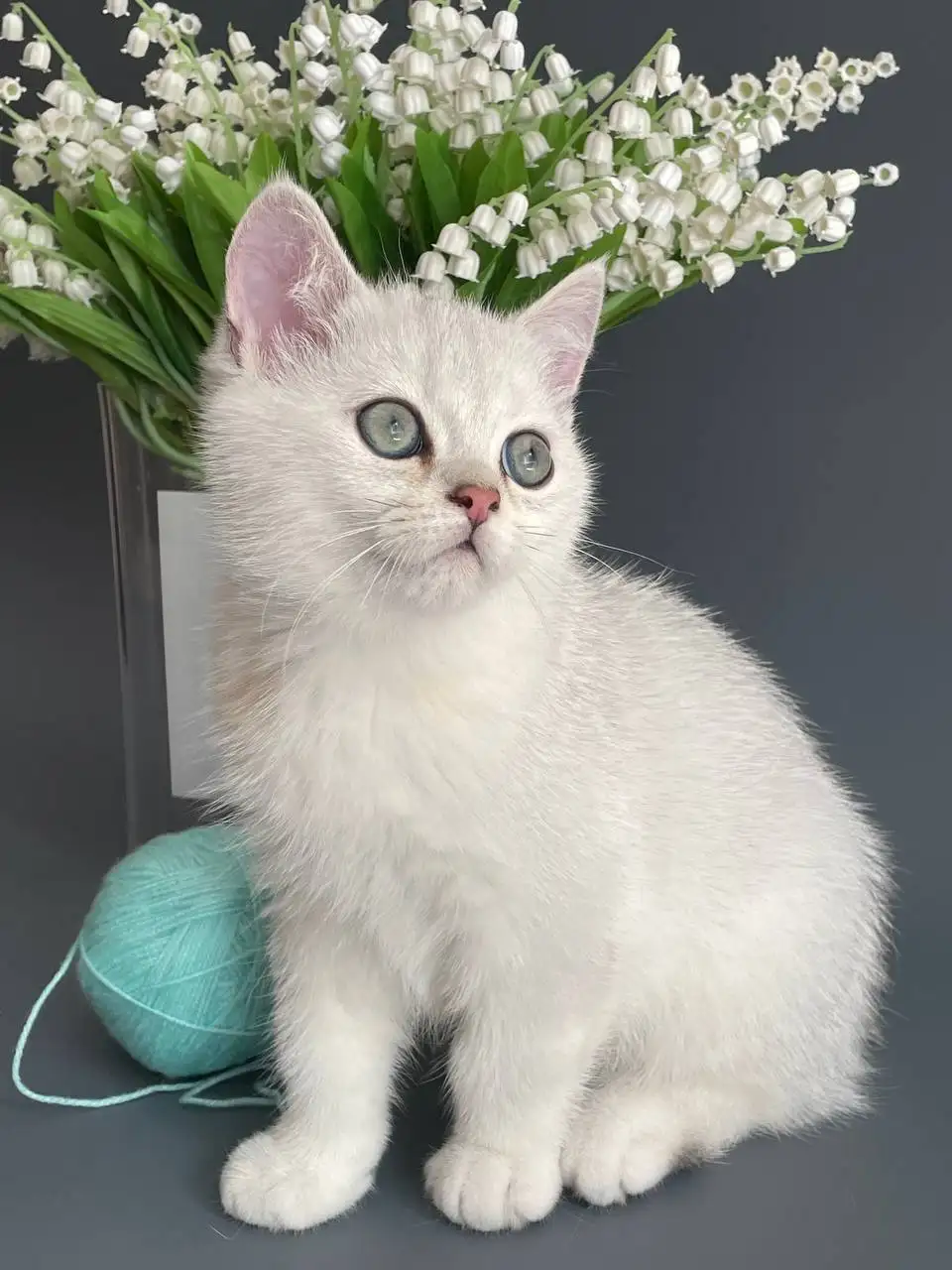 Продается котенок британской серебристой шиншиллы - Кошки (Животные) в Красногорск