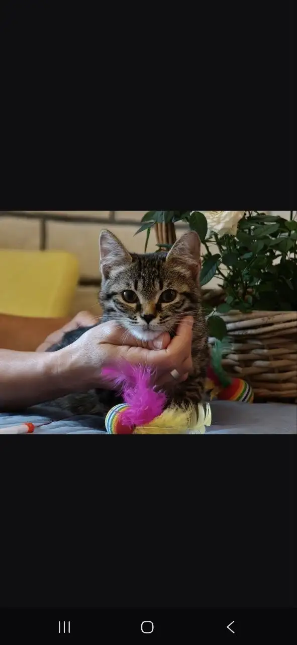 Котята Миша и Тиша ищут дом - Кошки (Животные) в Красногорск