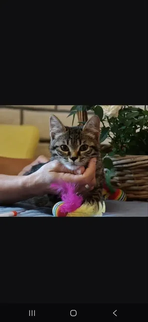 Котята Миша и Тиша ищут дом - частное объявление в Красногорск