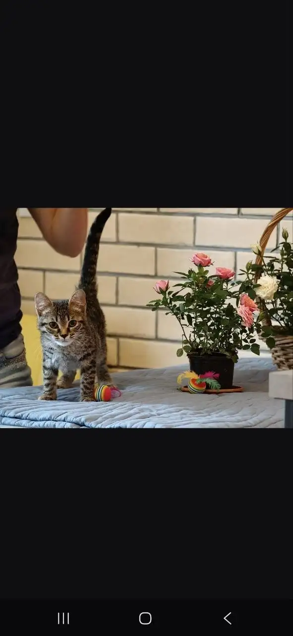 Котята Миша и Тиша ищут дом - Кошки (Животные) в Красногорск
