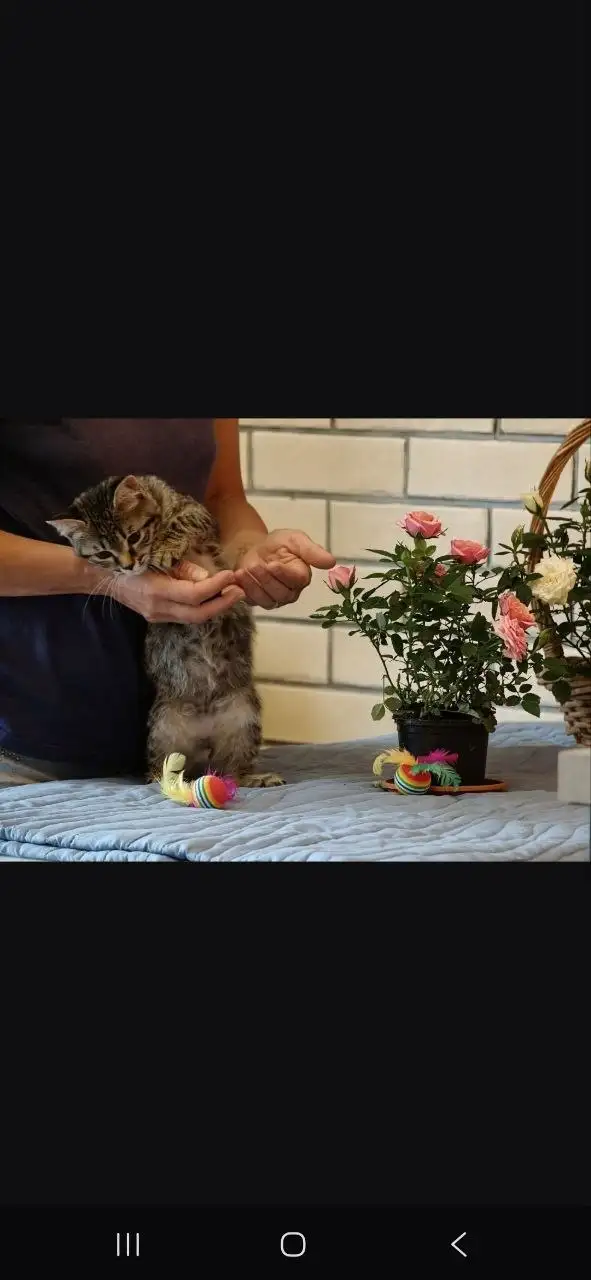 Котята Миша и Тиша ищут дом - Кошки (Животные) в Красногорск
