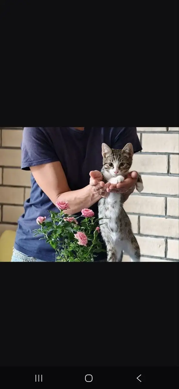 Котята Миша и Тиша ищут дом - Кошки (Животные) в Красногорск