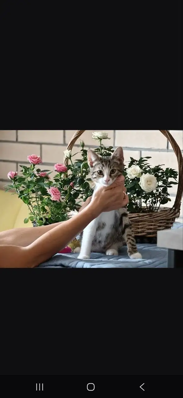 Котята Миша и Тиша ищут дом - Кошки (Животные) в Красногорск