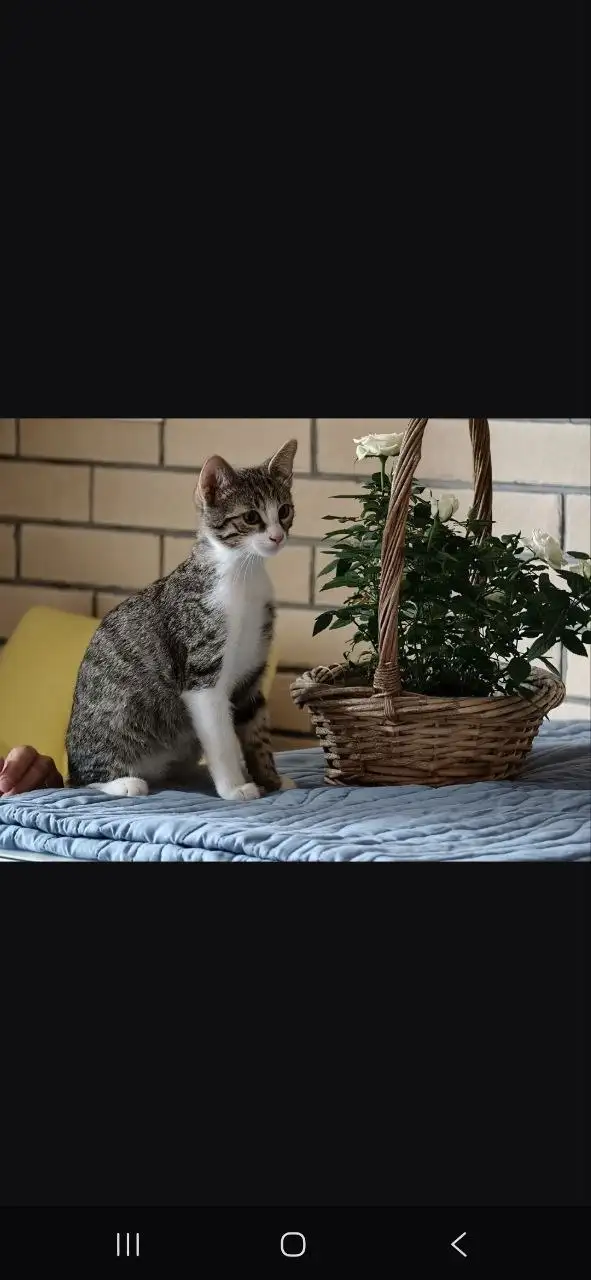 Котята Миша и Тиша ищут дом - Кошки (Животные) в Красногорск