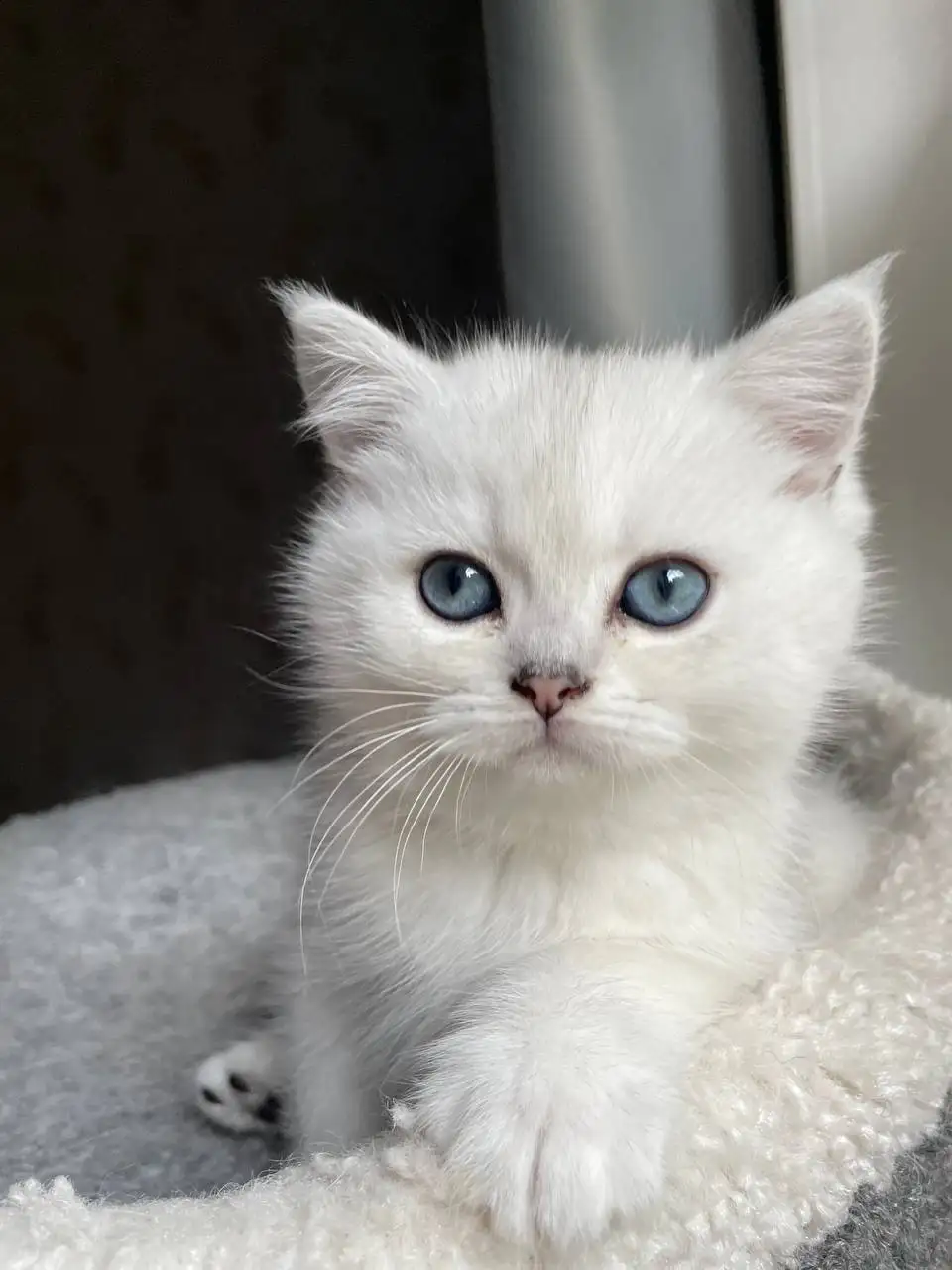 Продается котёнок Британская серебристая шиншилла - Кошки в Красногорск