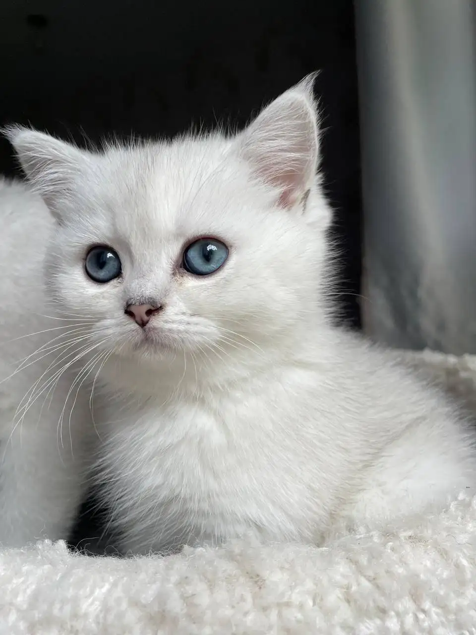 Продается котёнок Британская серебристая шиншилла - Кошки (Животные) в Красногорск