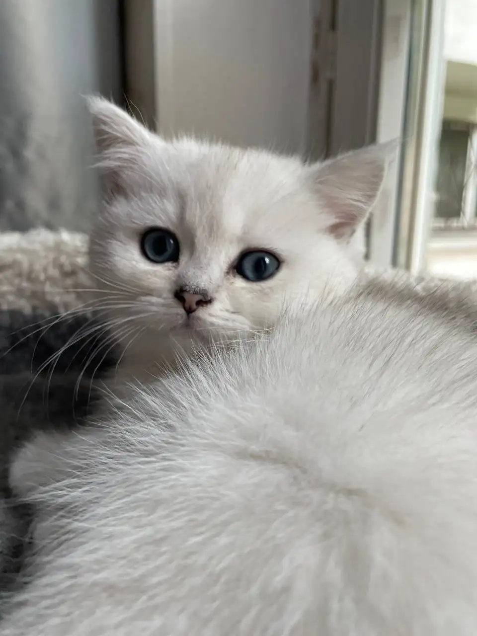 Продается котёнок Британская серебристая шиншилла - Кошки (Животные) в Красногорск