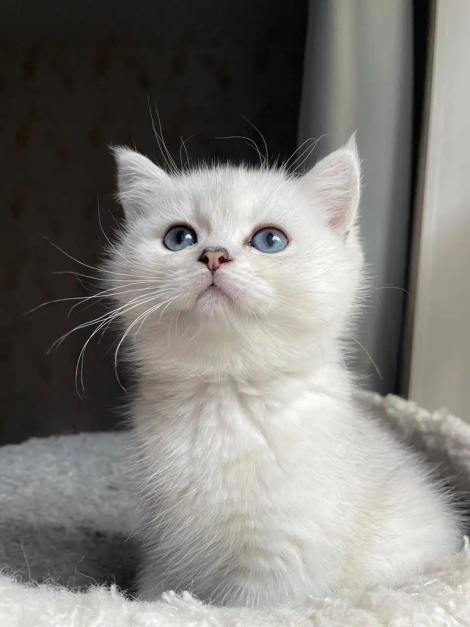 Продается котёнок Британская серебристая шиншилла - Кошки (Животные) в Красногорск