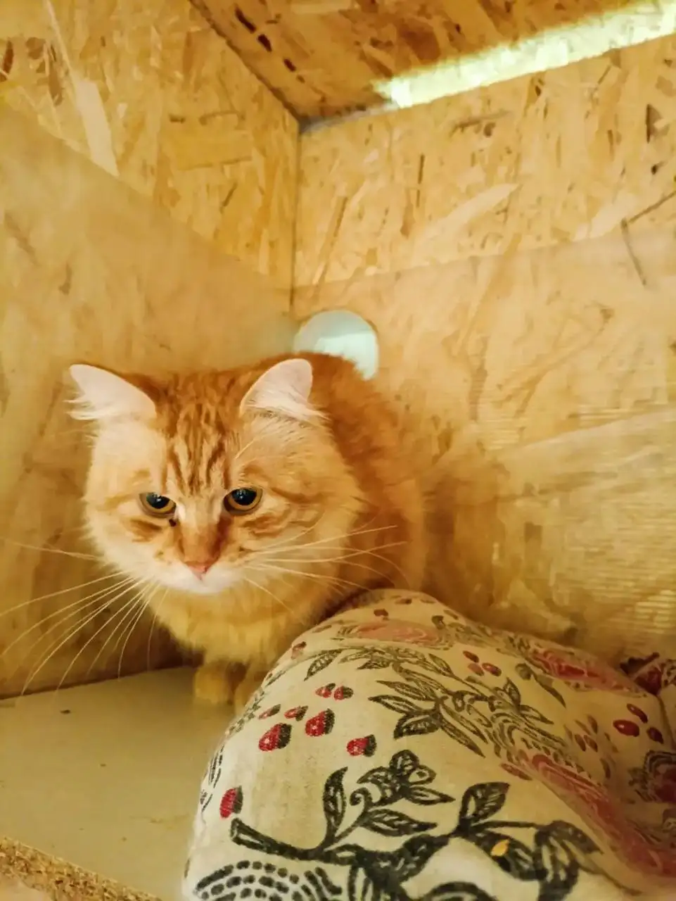 Котенок ищет дом - Кошки (Животные) в Красногорск