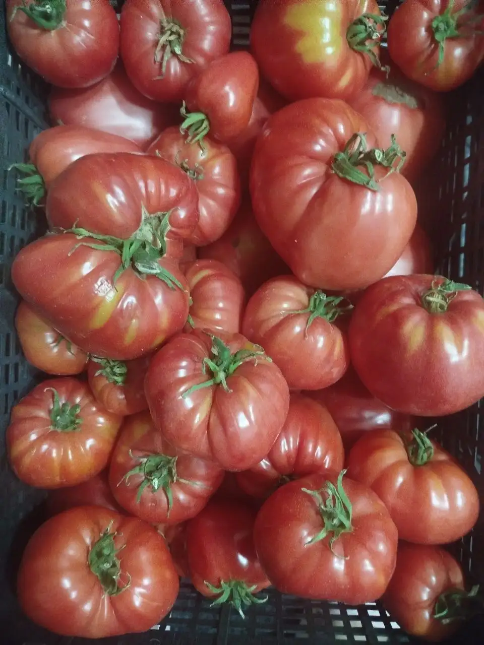 Помидоры домашние подмосковные - Овощи и фрукты (Продукты) в Красногорск