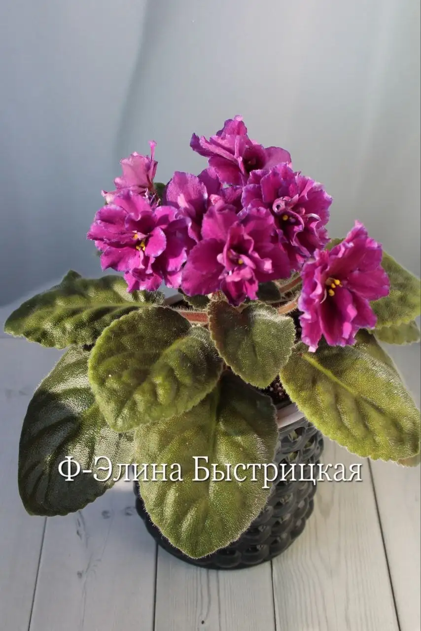 Цветущие сортовые фиалки - Растения (Хобби и отдых) в Красногорск