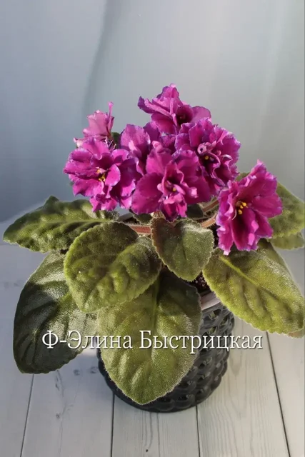 Цветущие сортовые фиалки - частное объявление в Красногорск