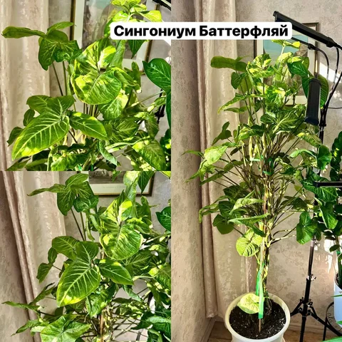 Продам Сингониум Баттерфляй, высота с горшком 1,5 м - Растения в Красногорск