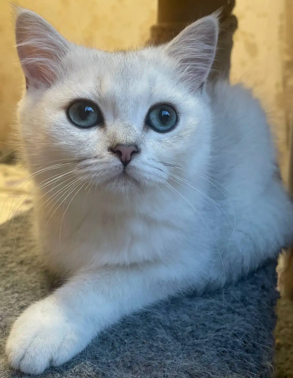 Продается котёнок британской серебристой шиншиллы - Кошки (Животные) в Красногорск