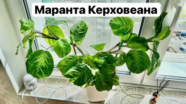 Продаю комнатные растения (Сингониум, Маранта, Калатея) - Для дома и дачи в Красногорск