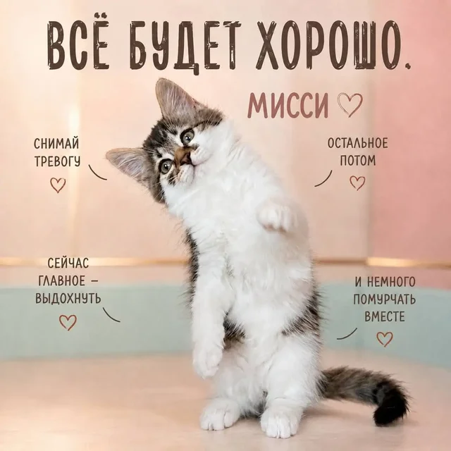 Пристраиваем котят в добрые руки - частное объявление в Красногорск