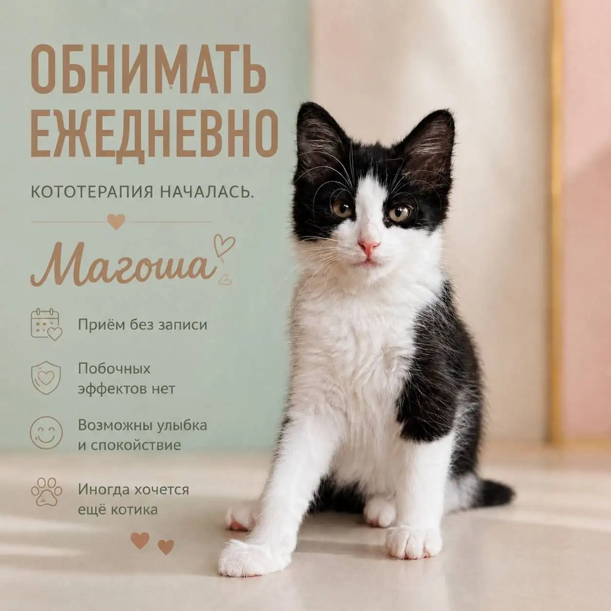 Пристраиваем котят в добрые руки - Кошки (Животные) в Красногорск