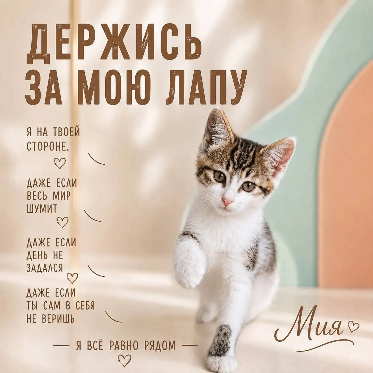 Пристраиваем котят в добрые руки - Кошки (Животные) в Красногорск