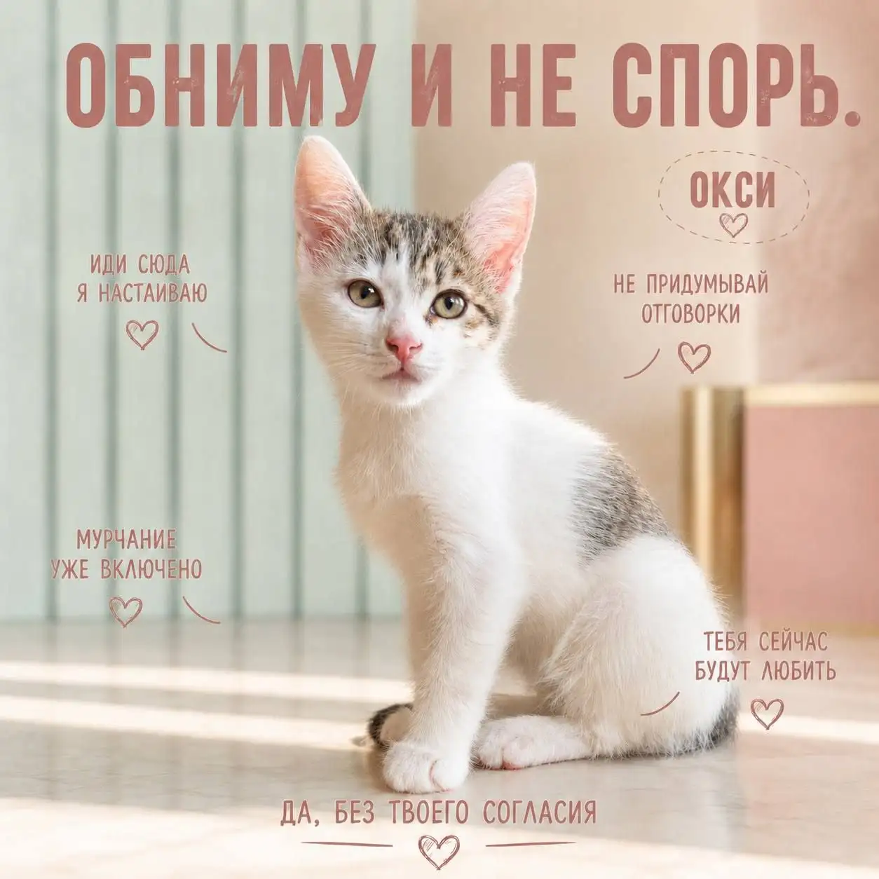 Пристраиваем котят в добрые руки - Кошки (Животные) в Красногорск