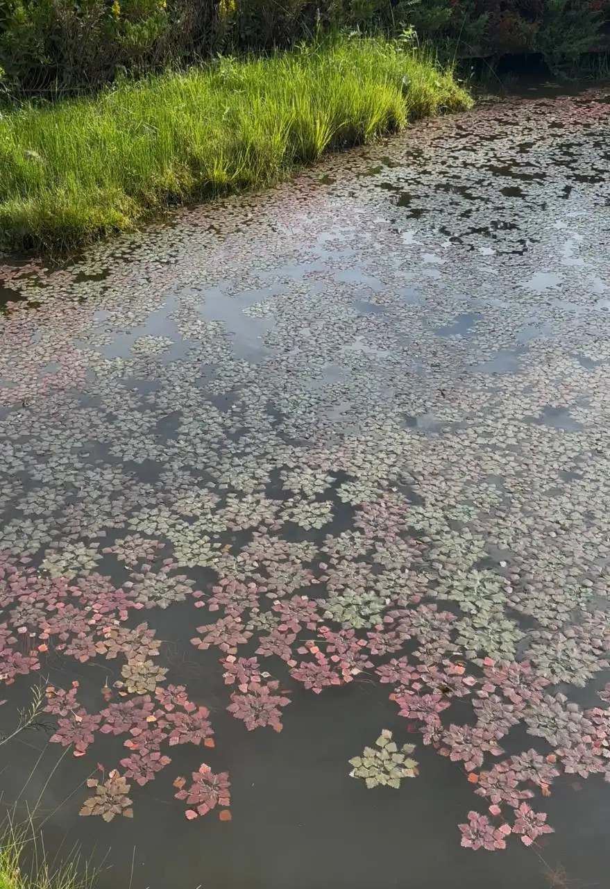 Чилим (водяной орех) — 55 руб. - Барахолка в Красногорск