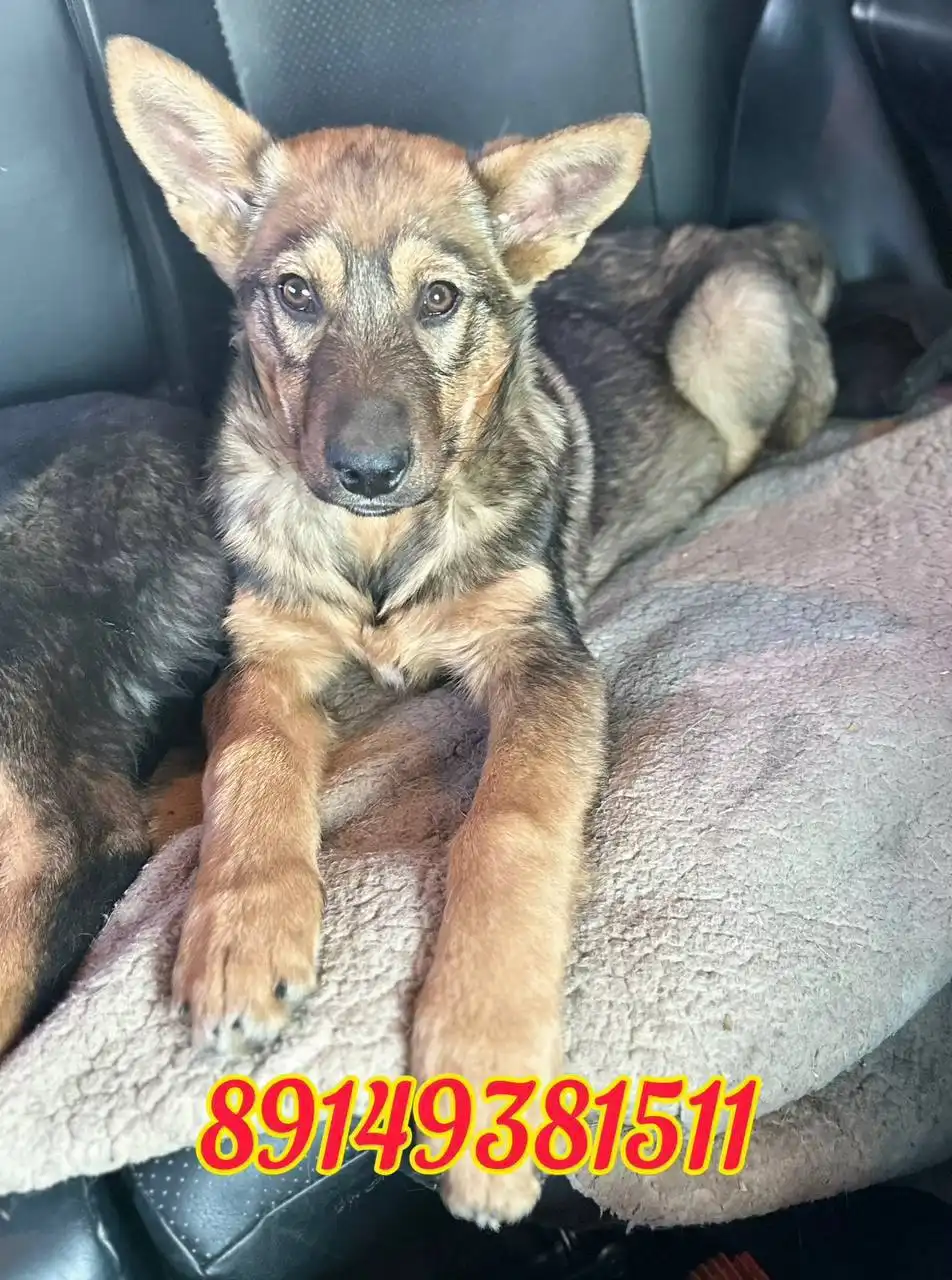 Щенки немецкой овчарки 3,5 месяца