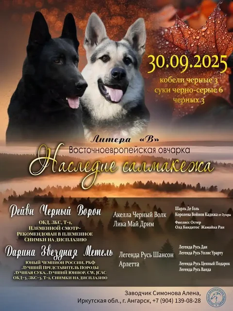 Щенок восточноевропейской овчарки черного окраса с документами - Аксессуары для животных в Иркутск