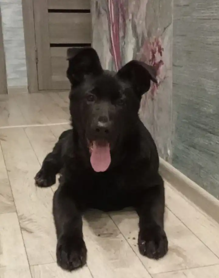 Щенок восточноевропейской овчарки черного окраса с документами - Собаки (Животные) в Иркутск