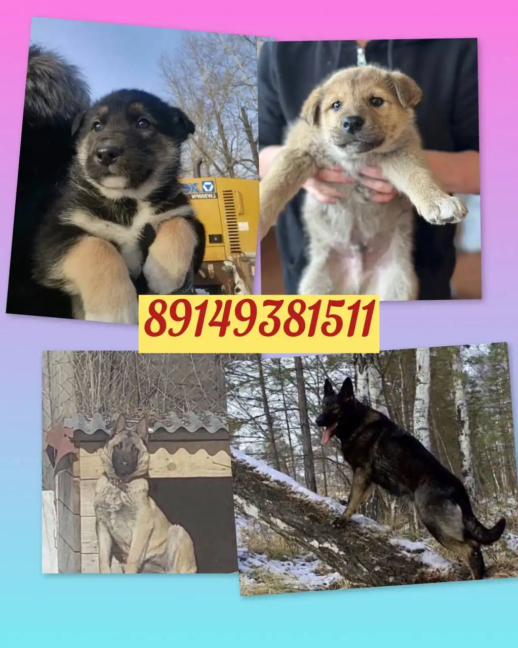 Щенки овчарки в дар - Собаки (Животные) в Иркутск