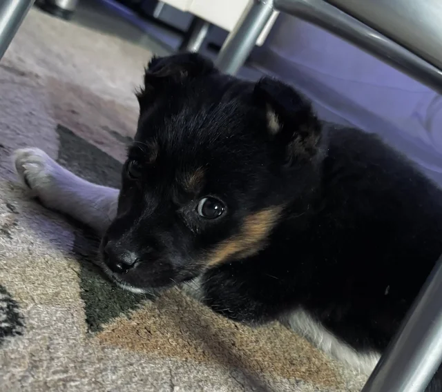 Щенок дворняжки в добрые руки - Собаки в Иркутск