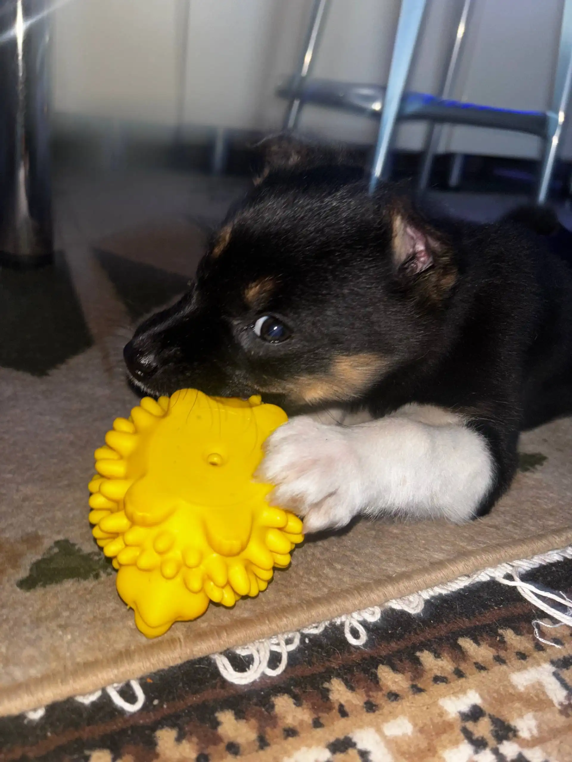 Щенок дворняжки в добрые руки - Собаки (Животные) в Иркутск