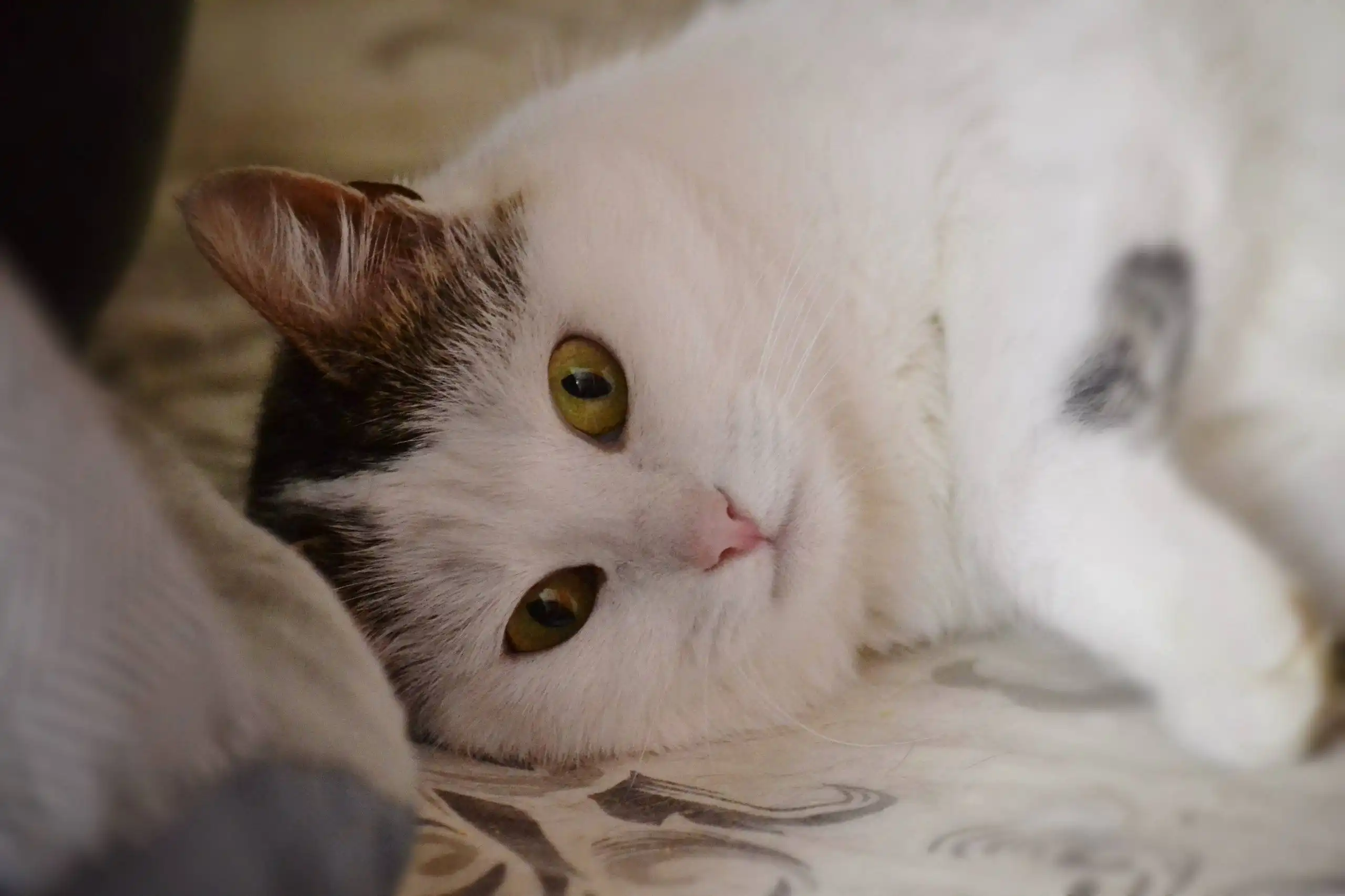 Шарлотта — кошечка ищет дом