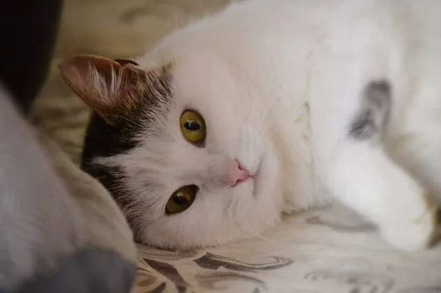 Шарлотта — кошечка ищет дом - Животные в Москва