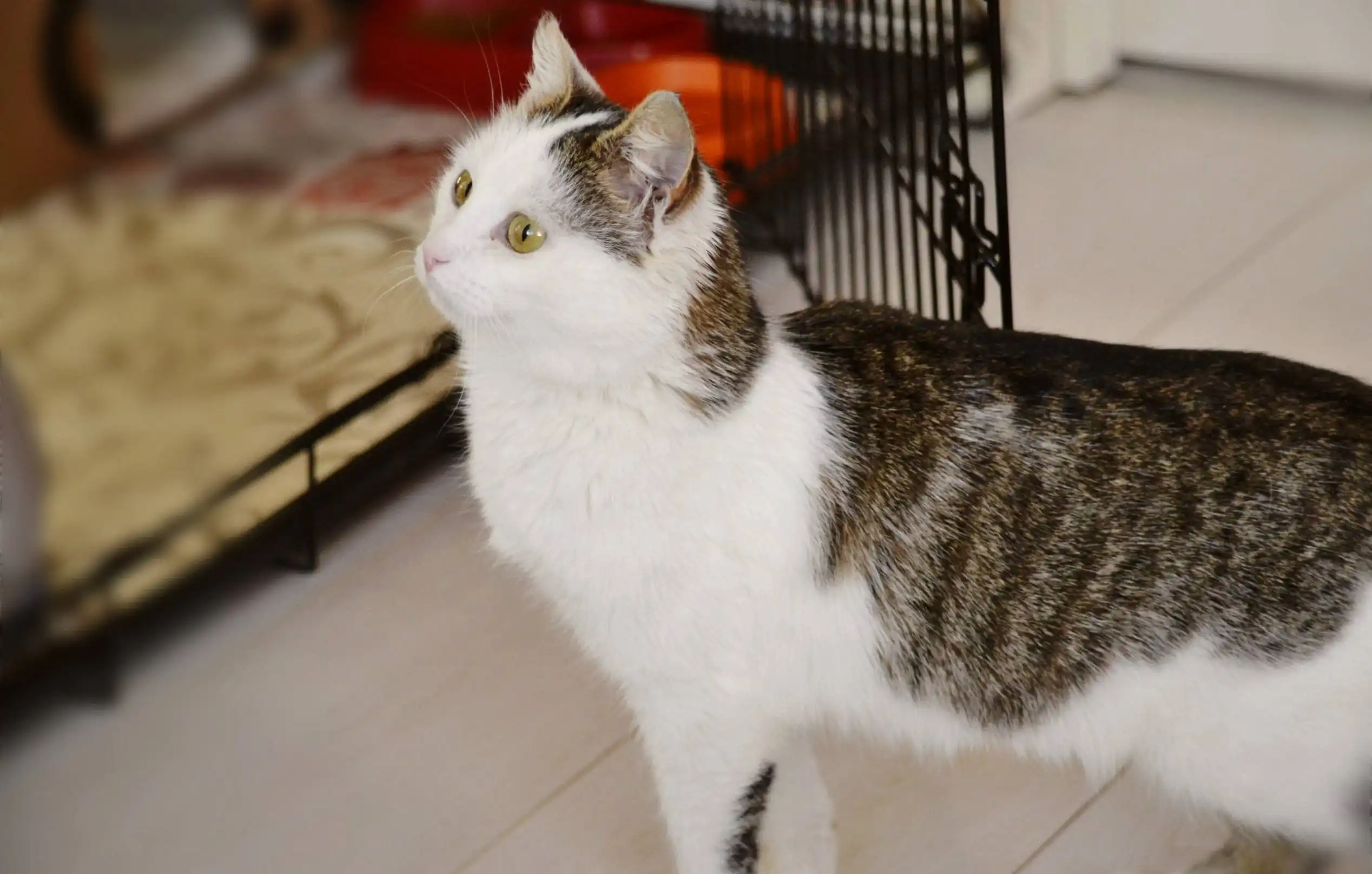 Шарлотта — кошечка ищет дом