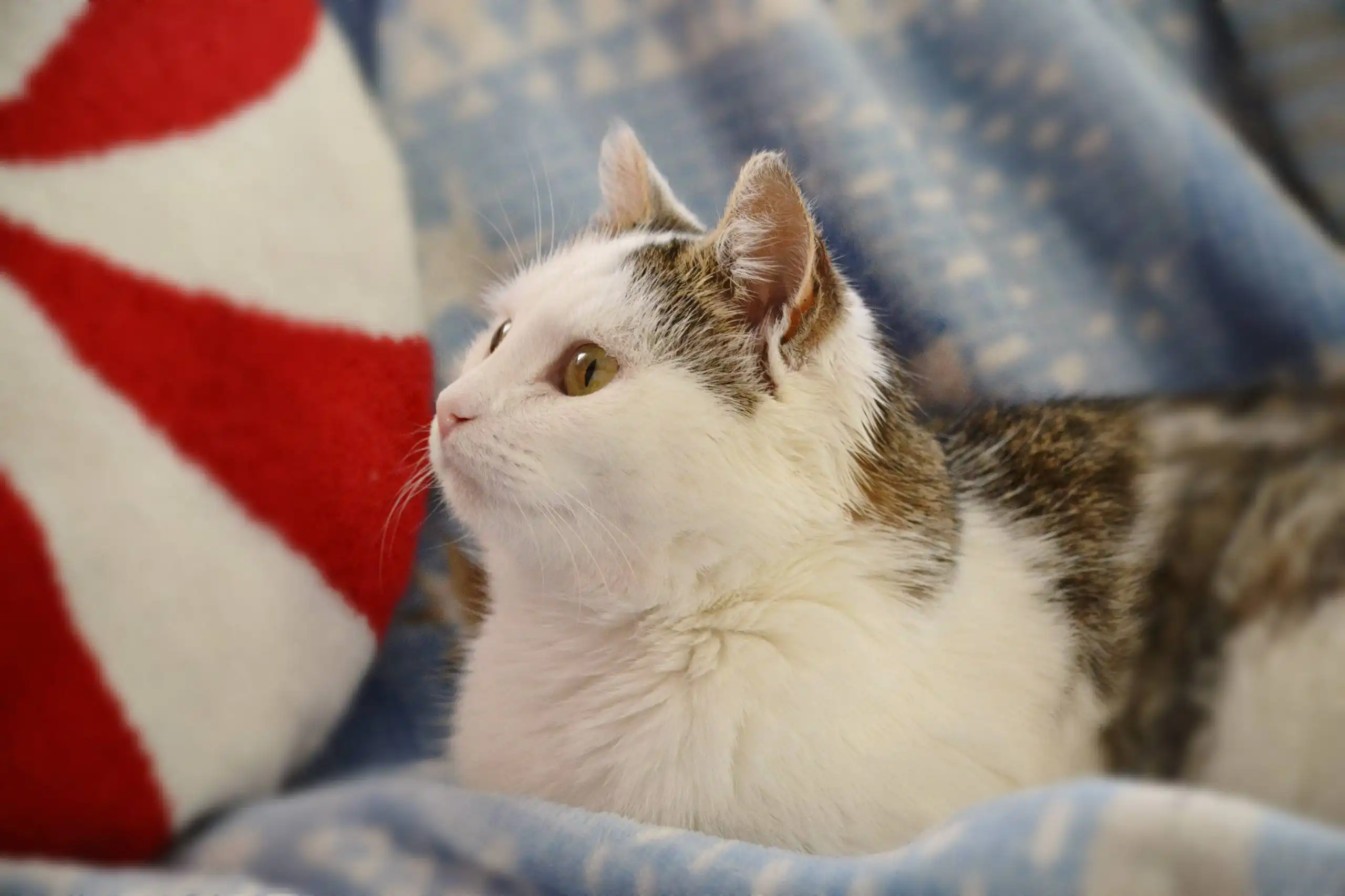 Шарлотта — кошечка ищет дом