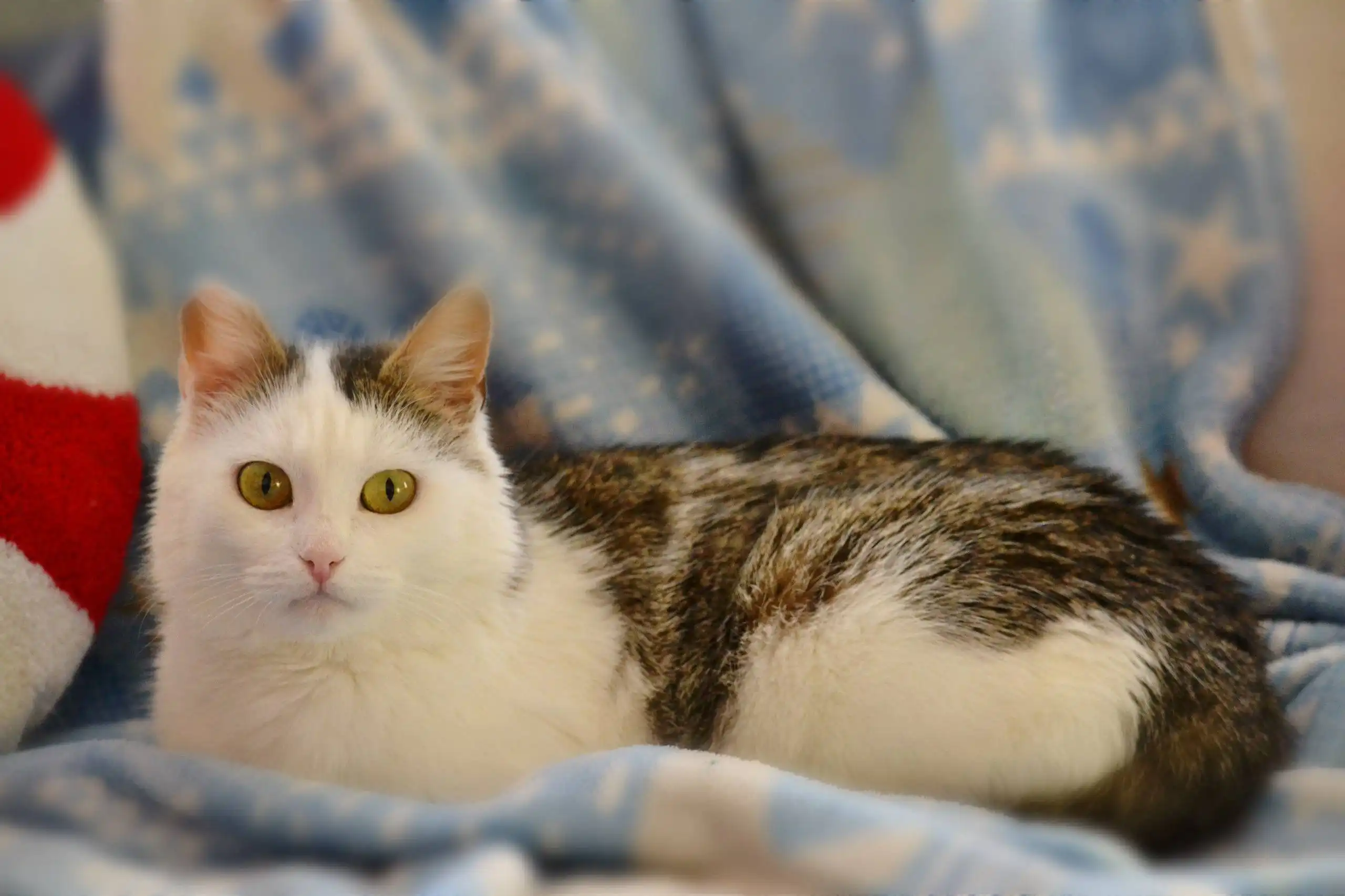 Шарлотта — кошечка ищет дом