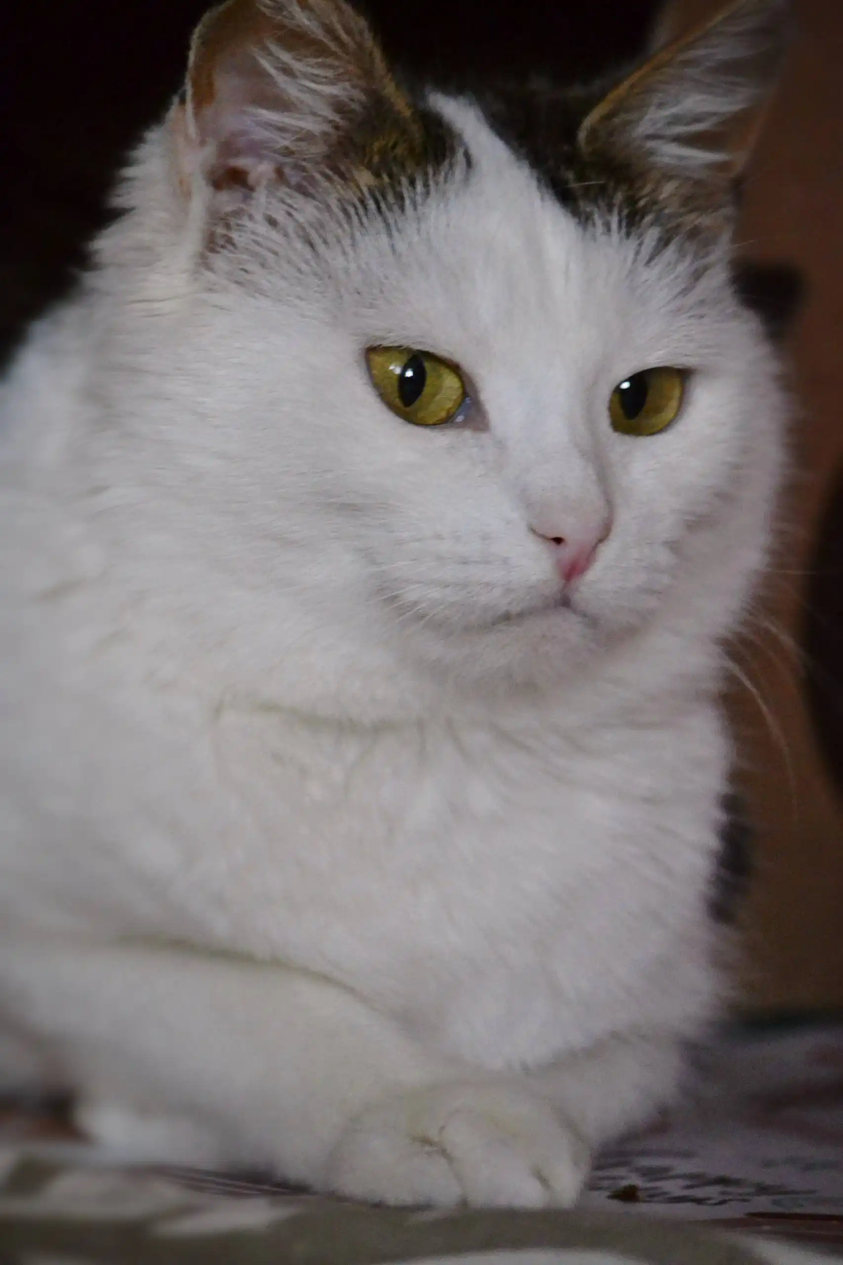 Шарлотта — кошечка ищет дом