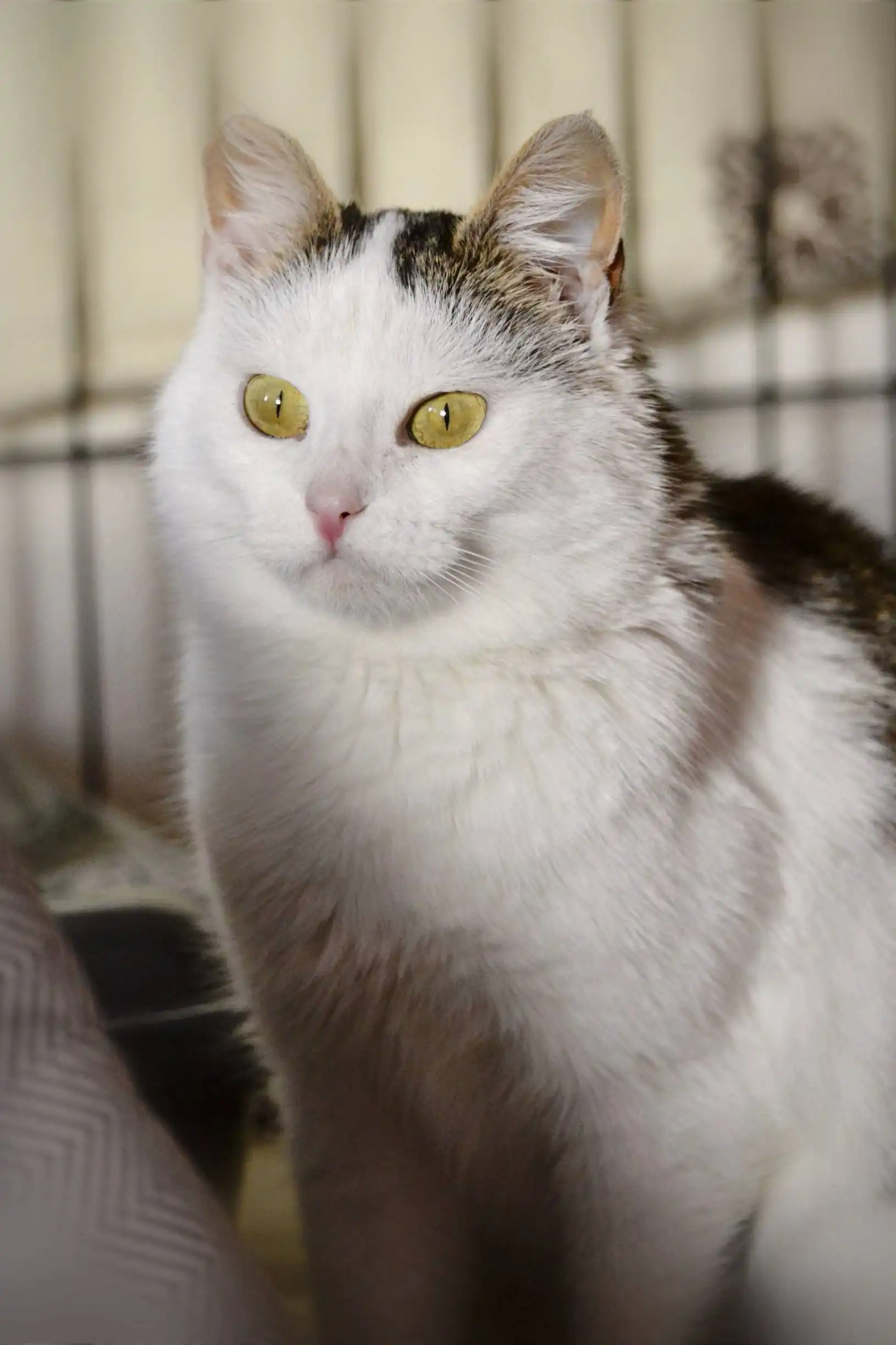 Шарлотта — кошечка ищет дом