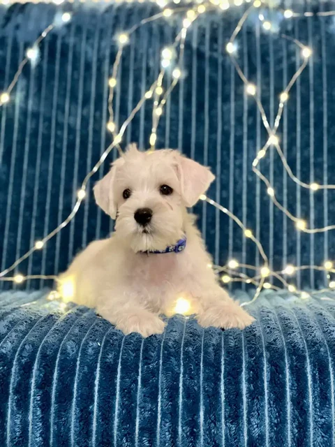 Щенки белого цвергшнауцера - Животные в Москва