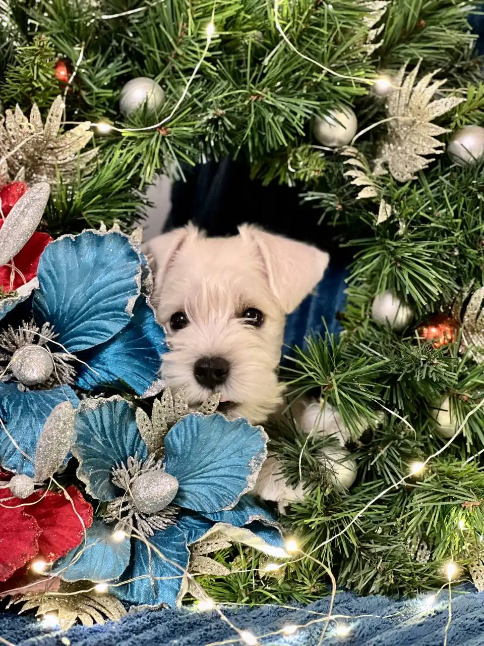 Щенки белого цвергшнауцера