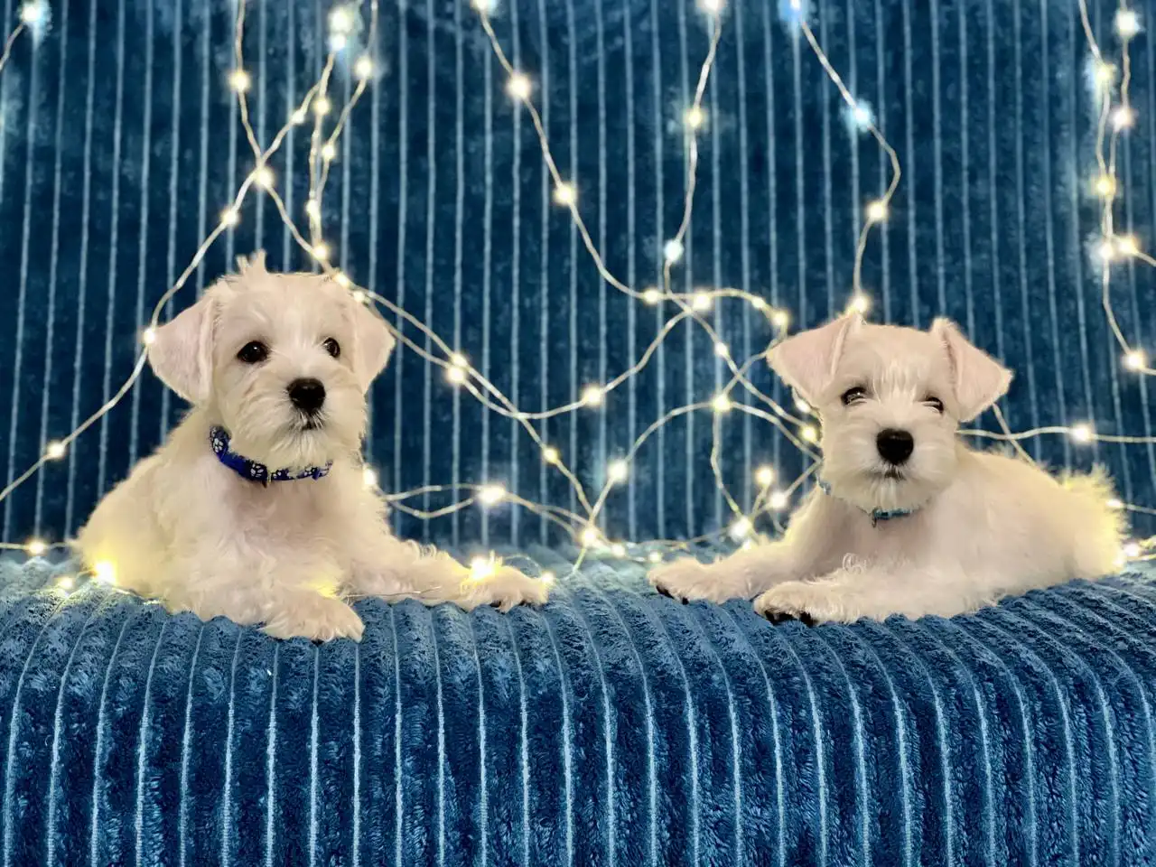 Щенки белого цвергшнауцера