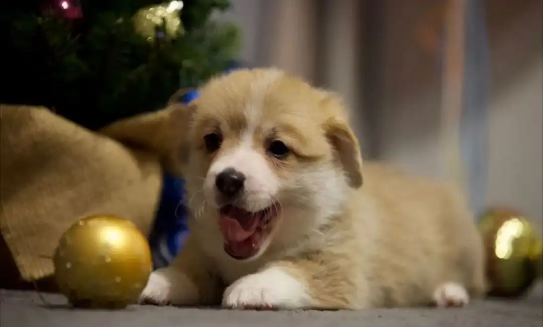 Продажа щенка Вельш Корги Пемброк