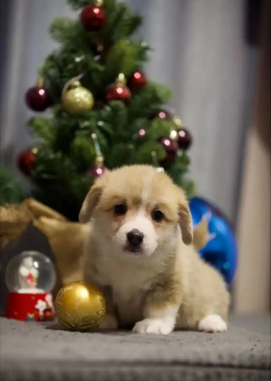 Продажа щенка Вельш Корги Пемброк