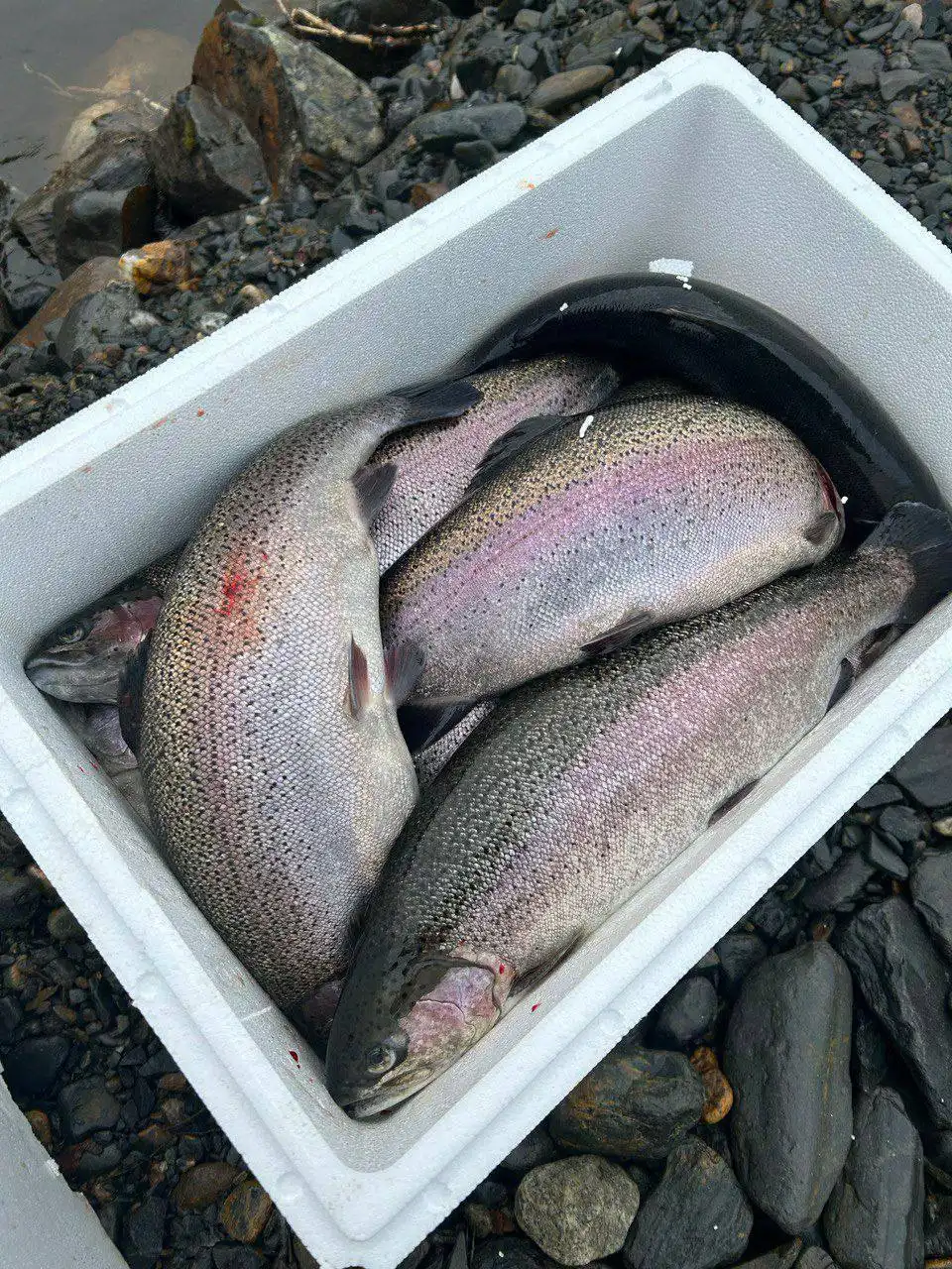 Продажа охлажденной форели и икры Premium класса из Карелии