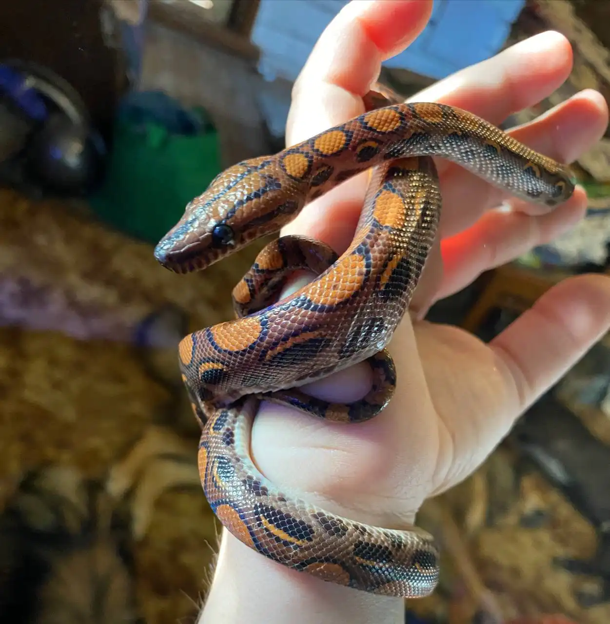 Продам ручную самку радужного удава