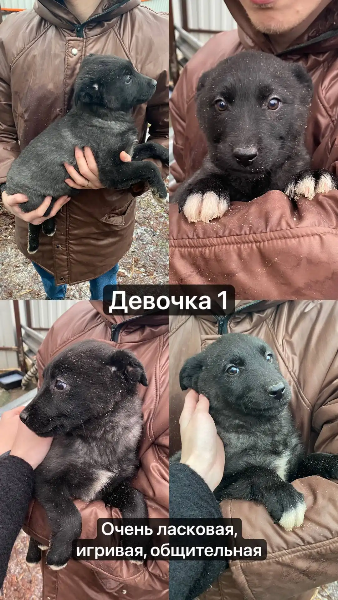 Продажа щенят девочек в Москве