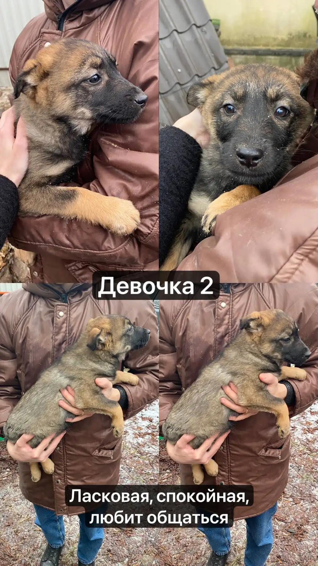 Продажа щенят девочек в Москве