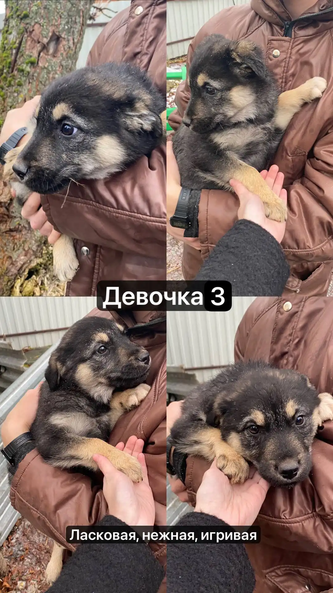 Продажа щенят девочек в Москве